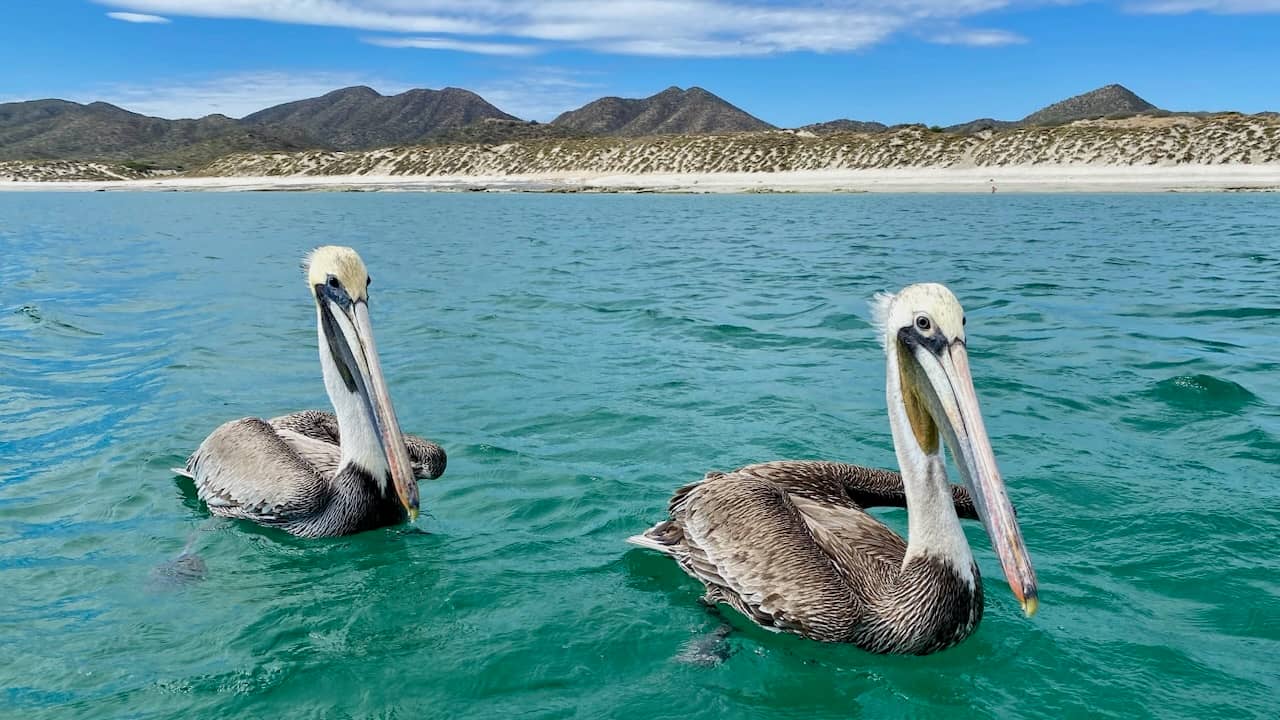 pelicans