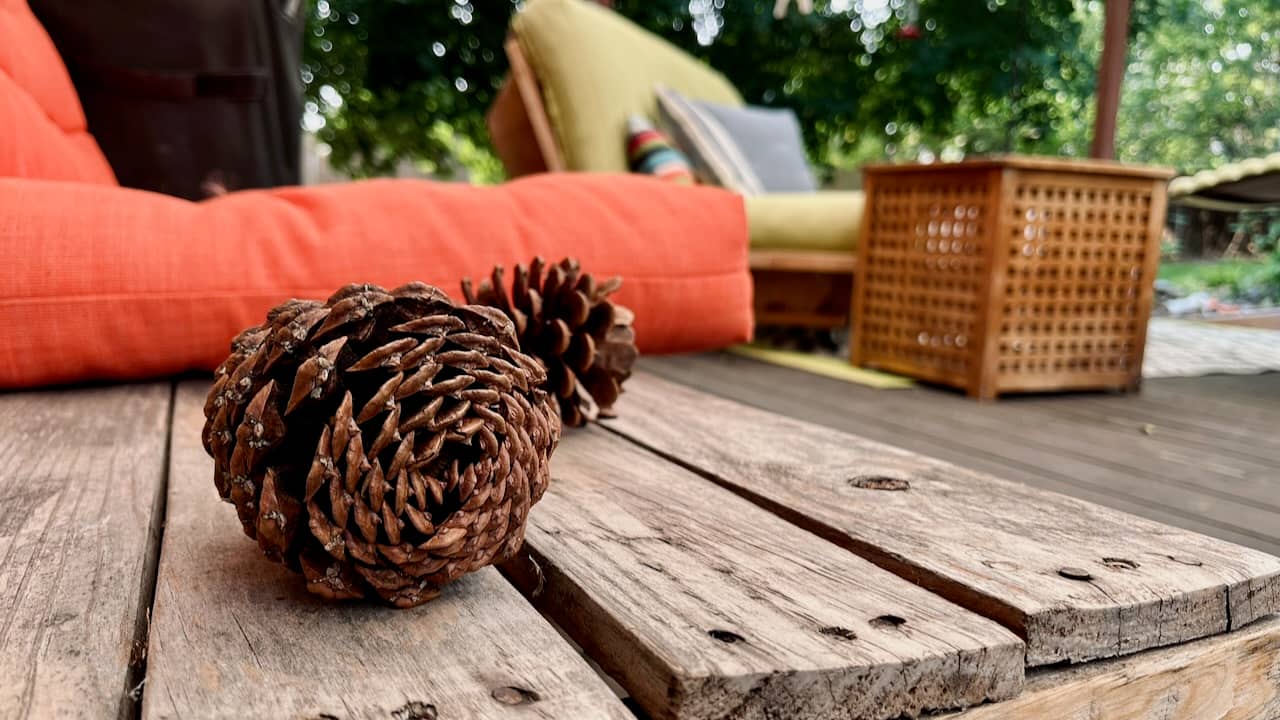 two ponderosa pine cones on a wooden bench