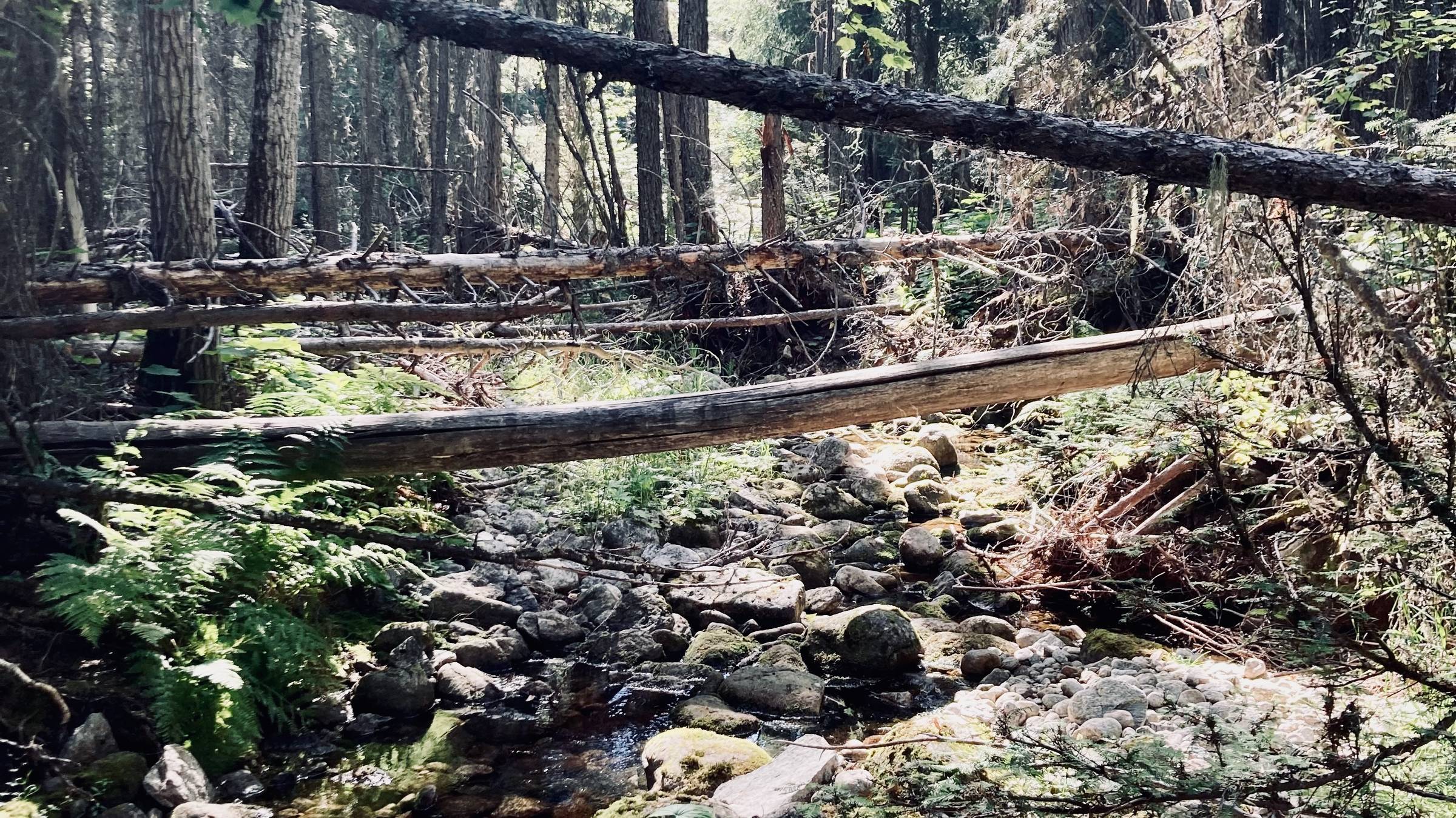trees fallen across the trail in the Selway-Bitterroot Wilderness