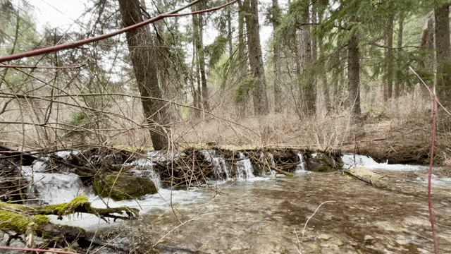 spring creek in the Rattlesnake National Recreation Area rushing over some obstacles in its path