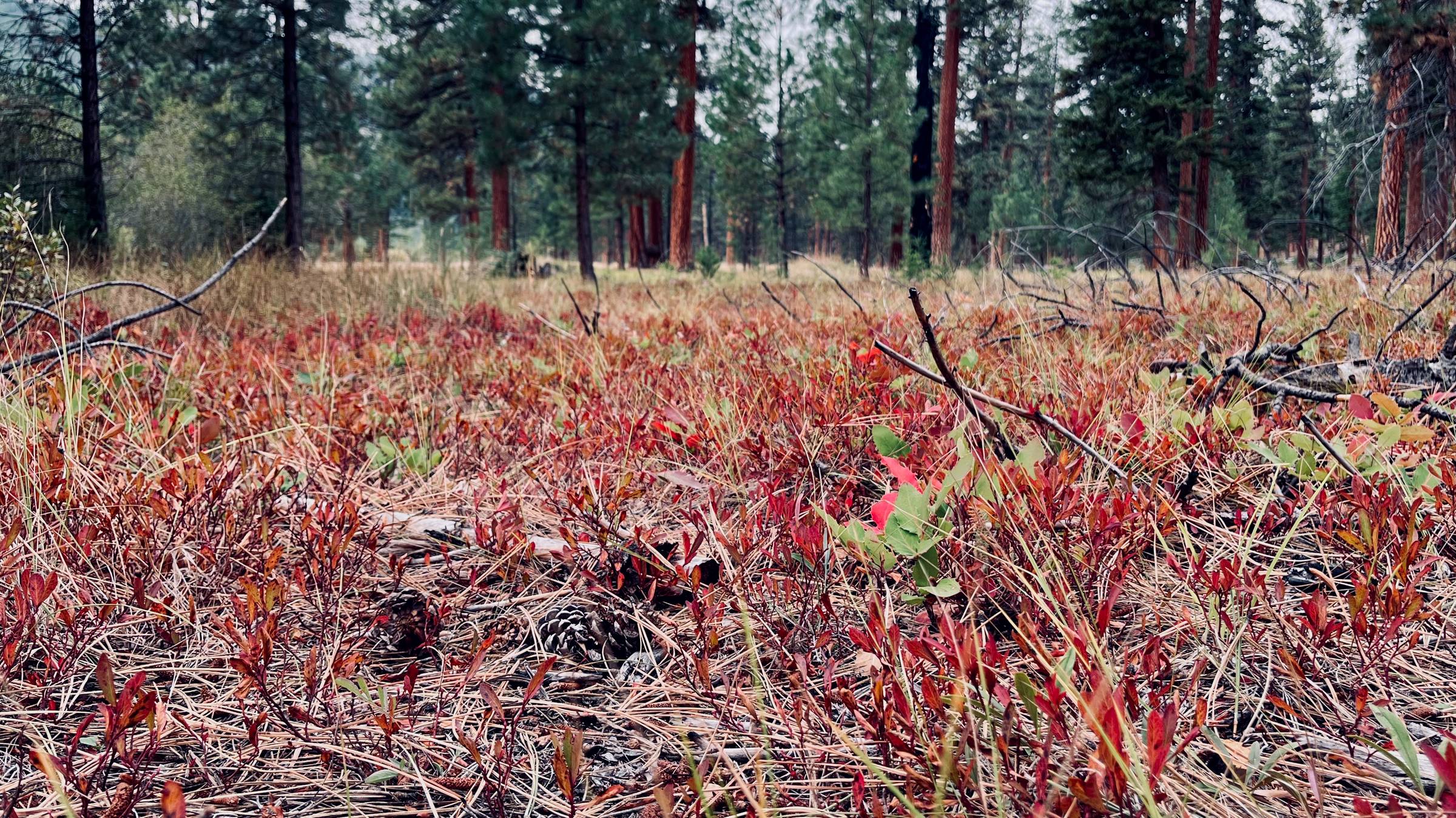 The forest floor at Primm Meadow was certainly giving fall vibes last week.