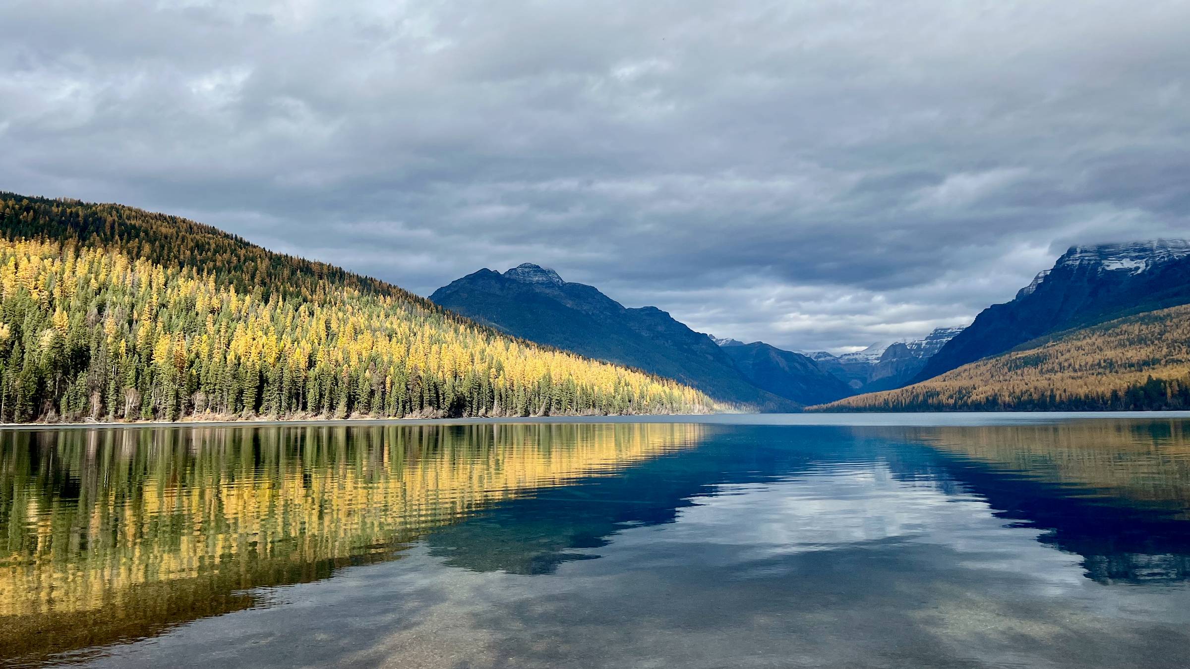 illuminated larch framing Bowman Lake in Glacier National Park