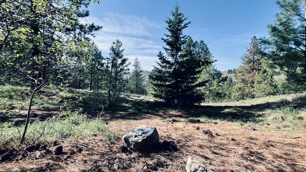 view of spruce and pine trees on a hill with a blue sky and white clouds in the background