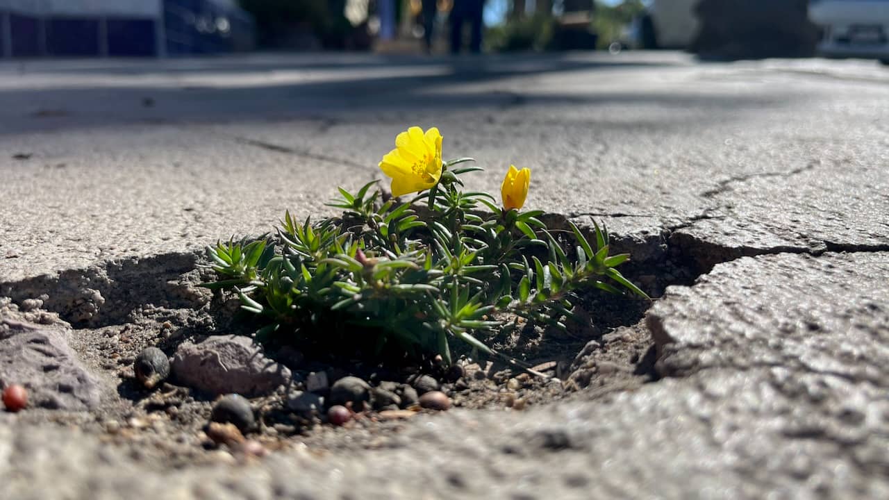 purslane cracking through the sidewalk in La Paz, Mexico