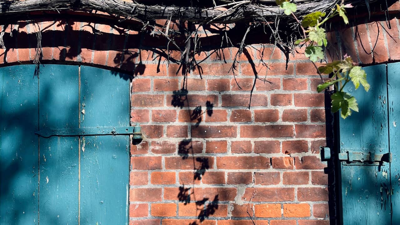 a brickwall with wine leaves making shadow art