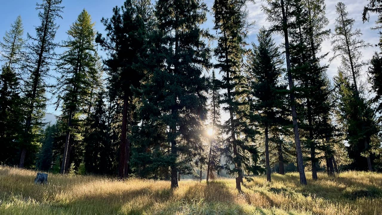 sun shining through trees