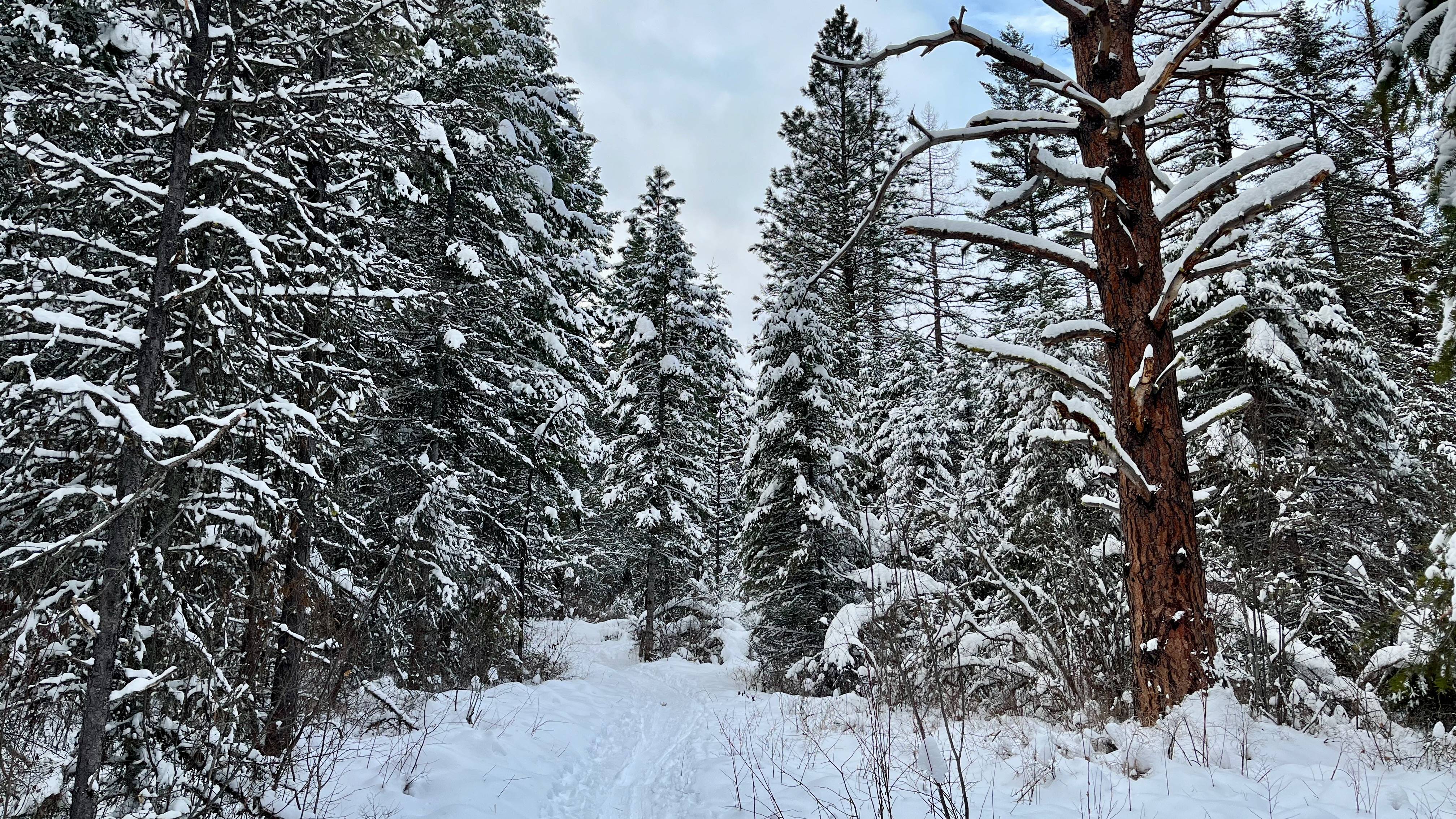 a wintery forest in Missoula, MT