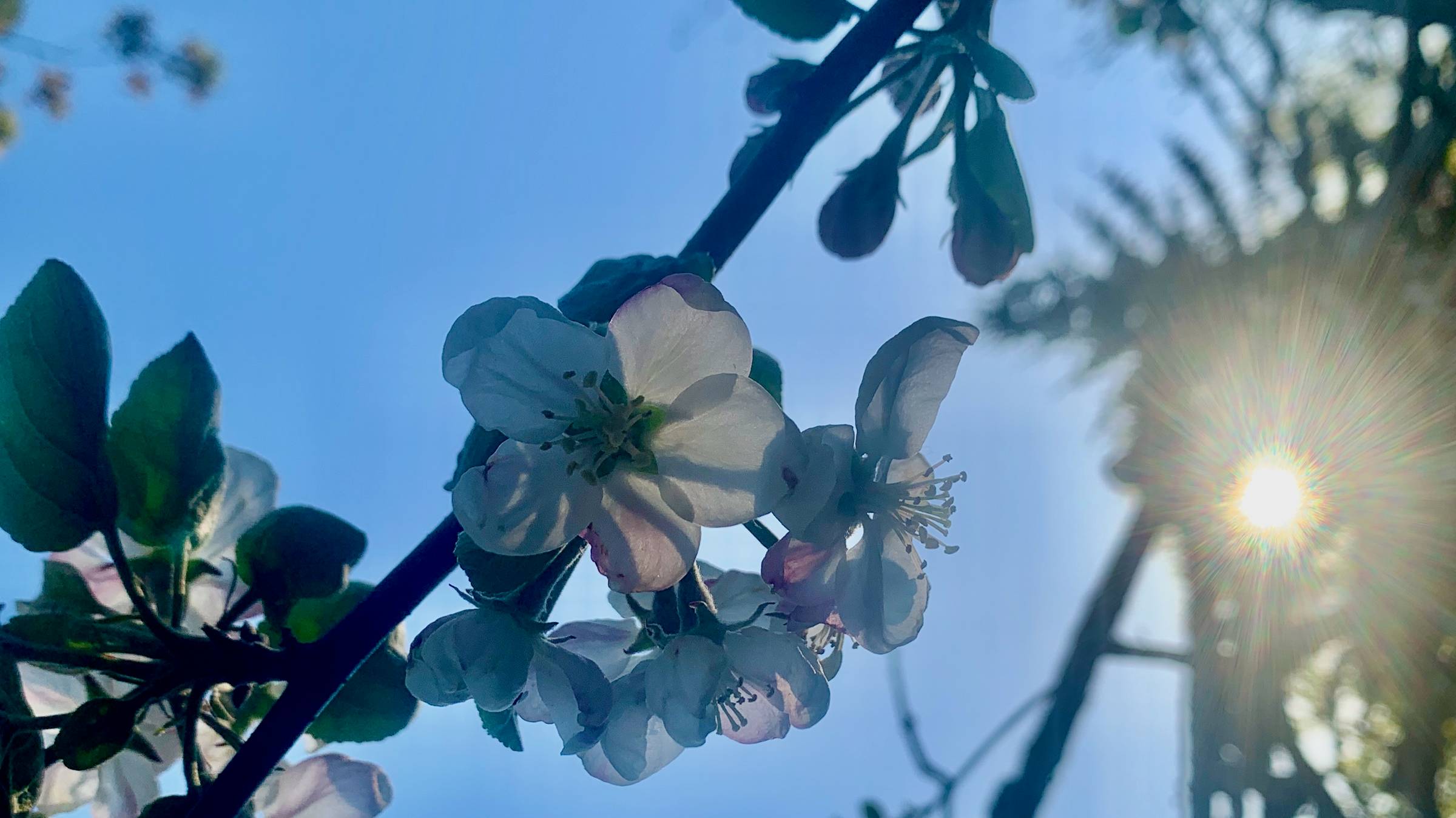 sunshine behind the blossoms of my apple tree