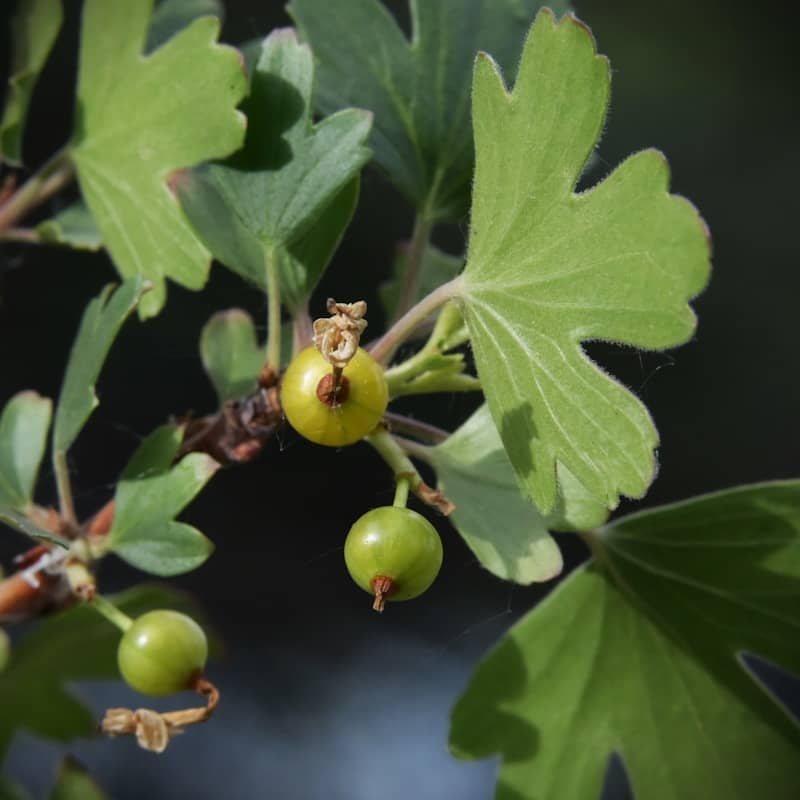 Green gooseberries growing on a branch with leaves.