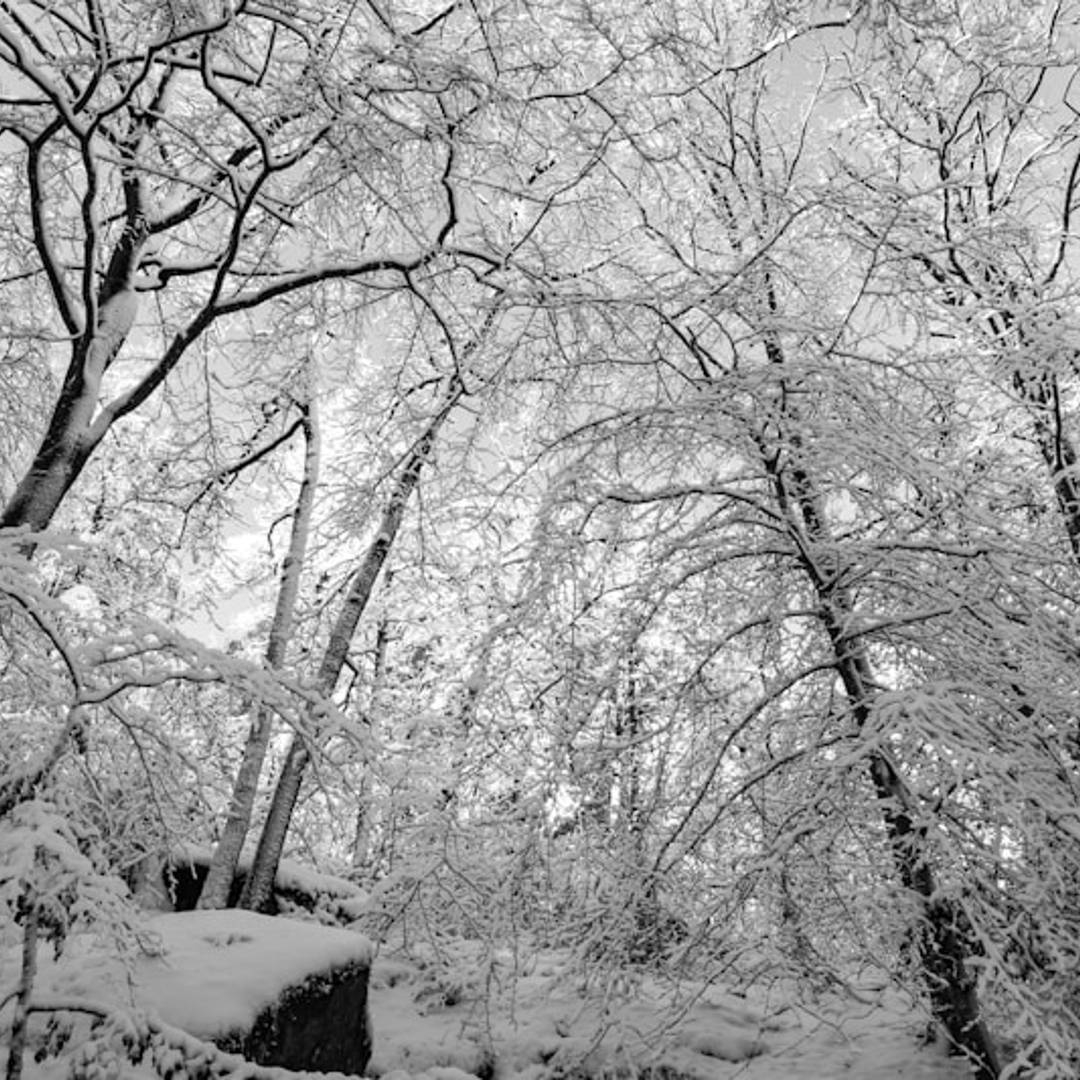 Snow covered trees in a forest looking up