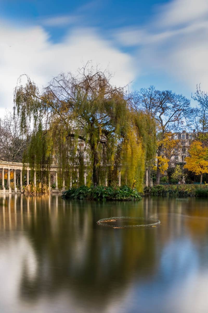 A weeping willow tree by a calm lake