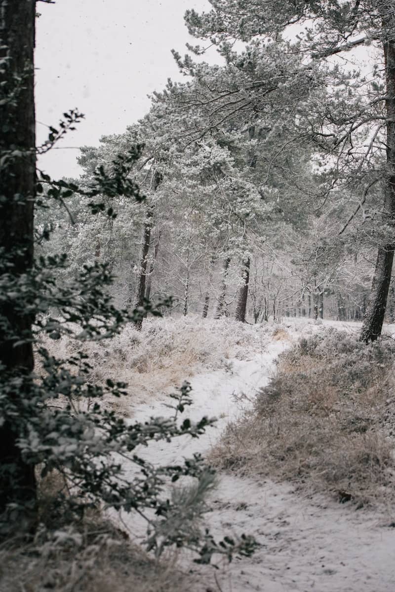 Snowy forest path with pine trees and bushes.