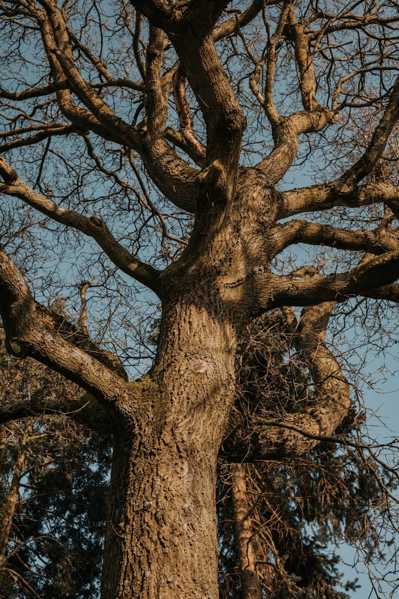 A large, bare tree against a blue sky