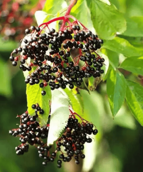 Elder Berries shown in image