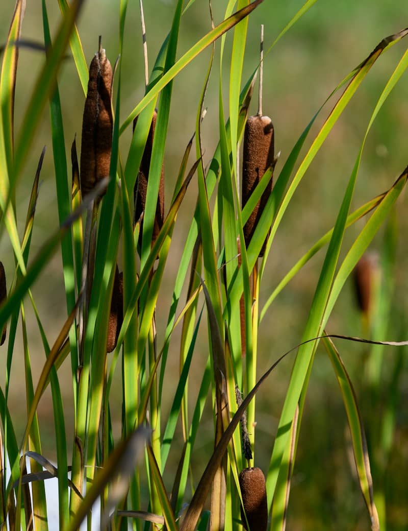 Brown cattail seed heads among tall green leaves in a sunlit marsh