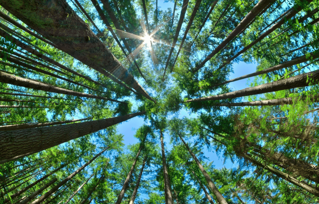 The sun shining through the leaves of a tree