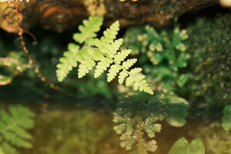 Delicate green fern frond in a mossy environment.