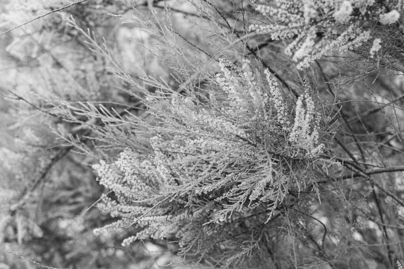 Close-up of frost-covered pine needles and heather branches