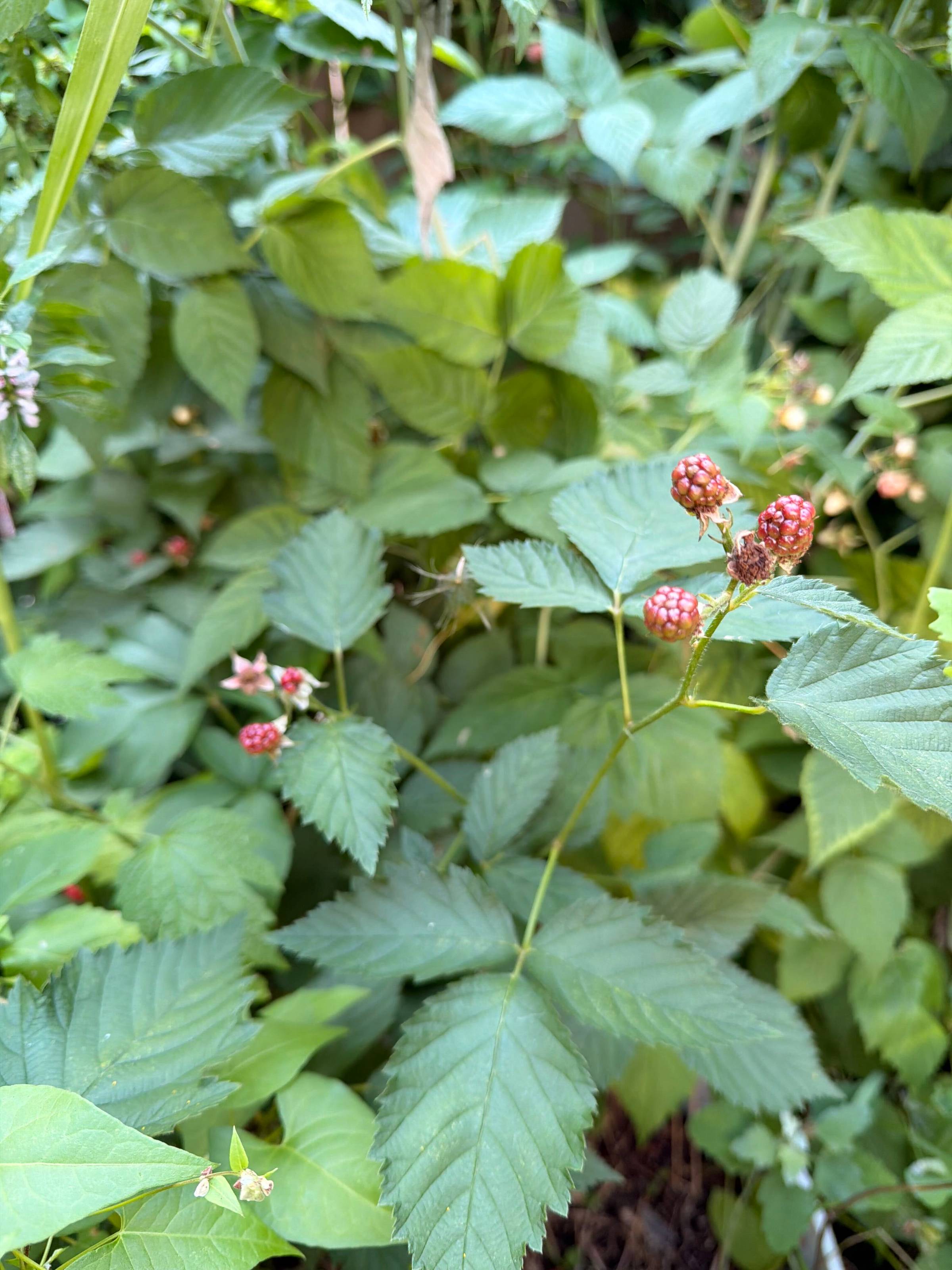 ripening blackberries in Frankie's backyard