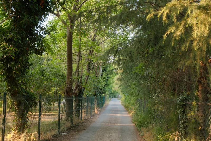 A peaceful tree-lined path with a fence