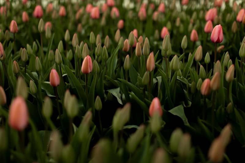 Field of pink tulips with green leaves