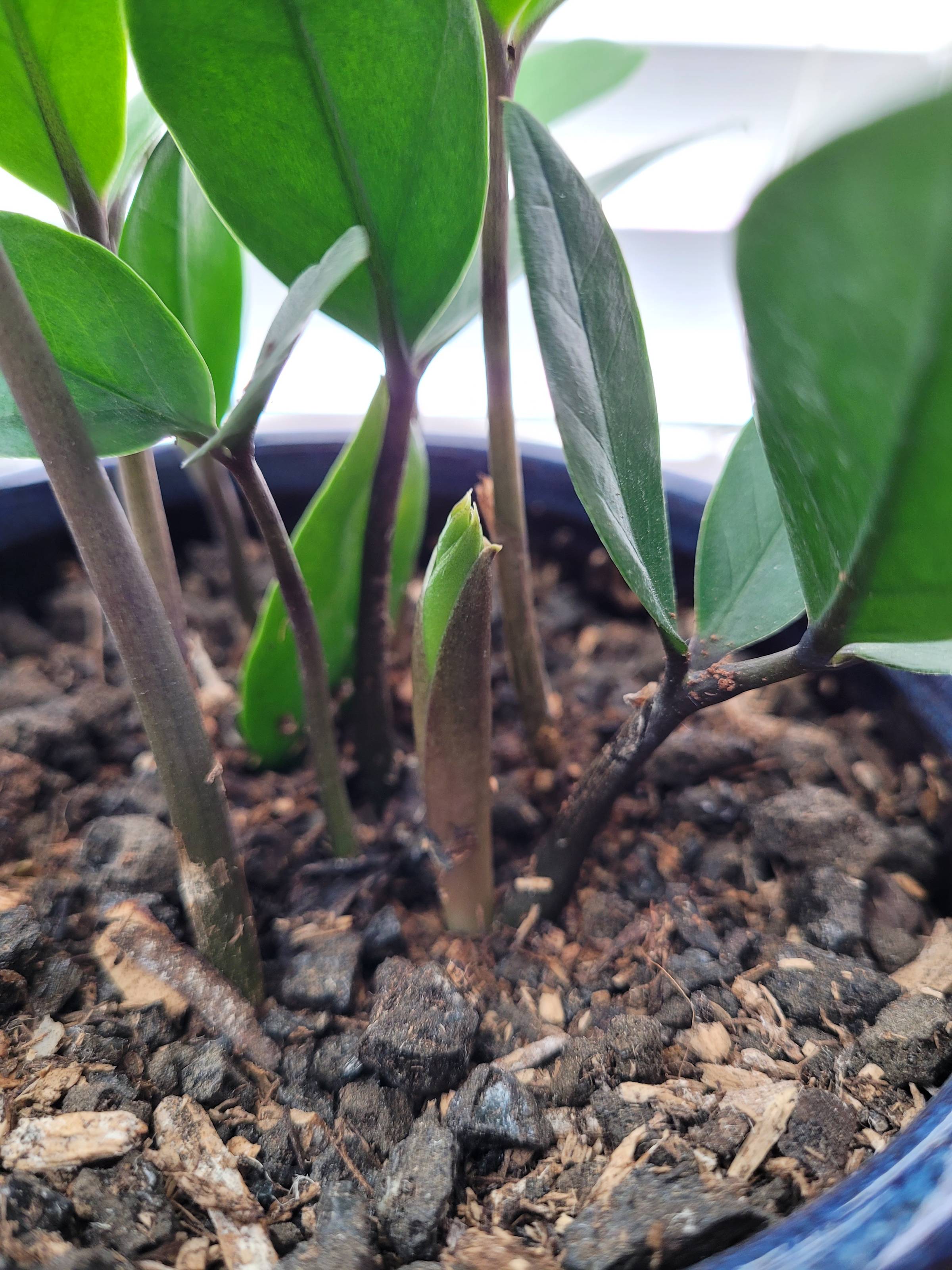 Close-up of a small ZZ plant with a new sprout popping up out of the soil.