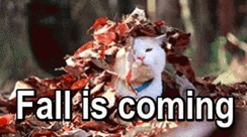 really quite terrible quality GIF of a white cat emerging from a pile of brown leaves, with the caption "fall is coming."