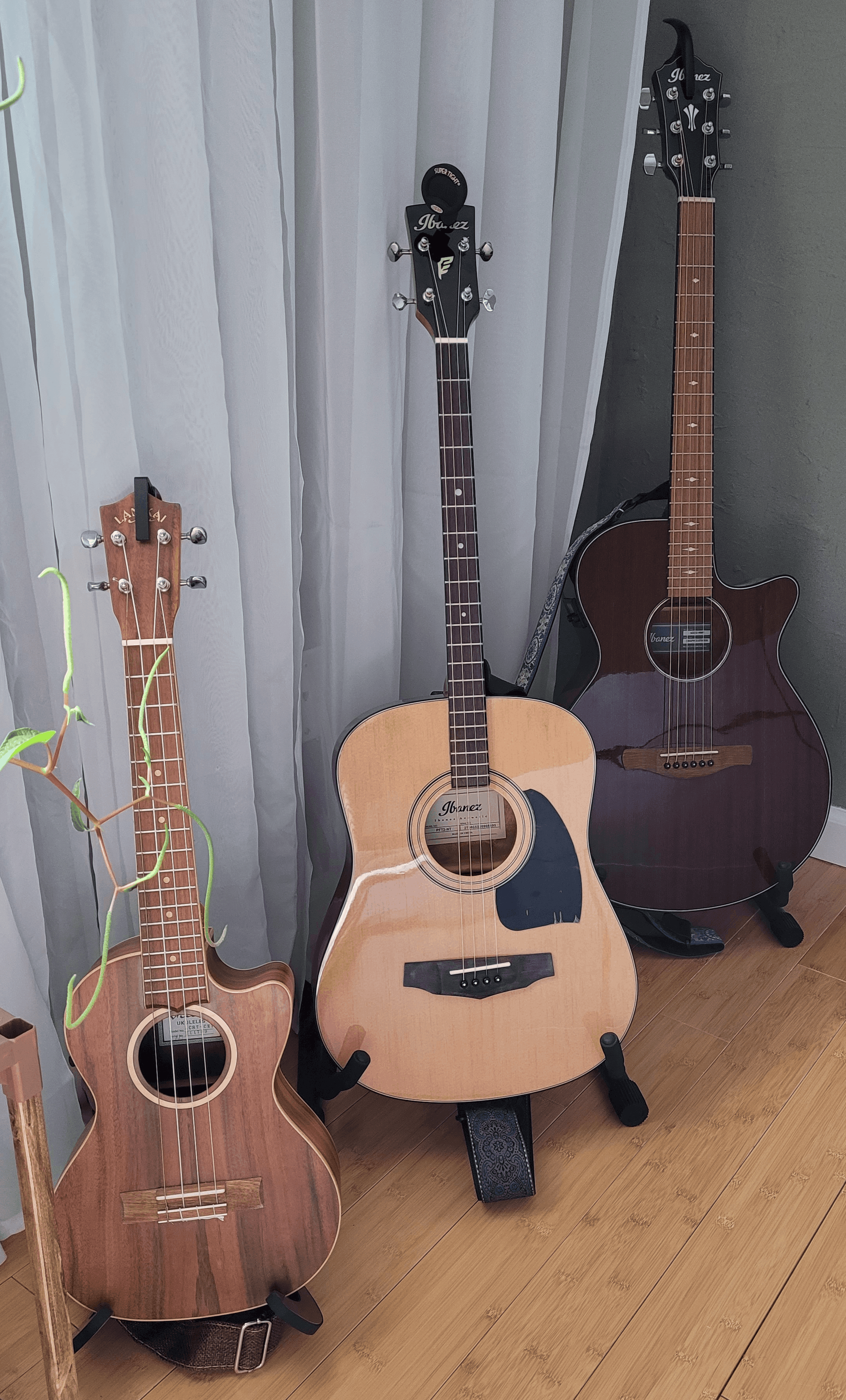 A trio of stringed instruments. The tenor uke is a warm acacia wood; the tenor guitar is a light colored wood with a dark neck; and the concert guitar is a deep cherry color with a medium toned neck. The tenor vaguely looks like it's being attacked by the peperomia obtusifolia that's just out of frame.