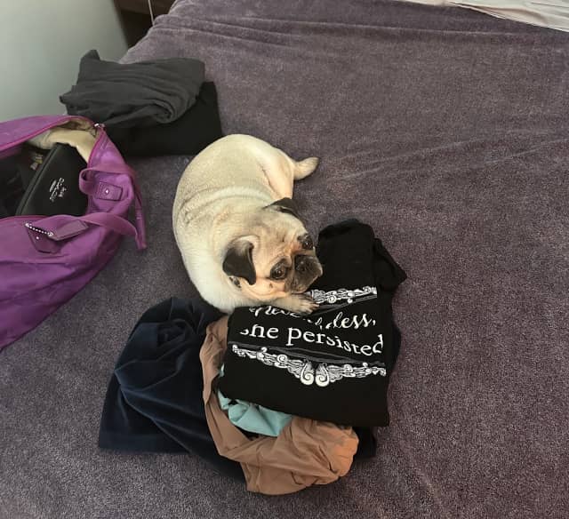 Image of a pug laying on top a pile of clothes