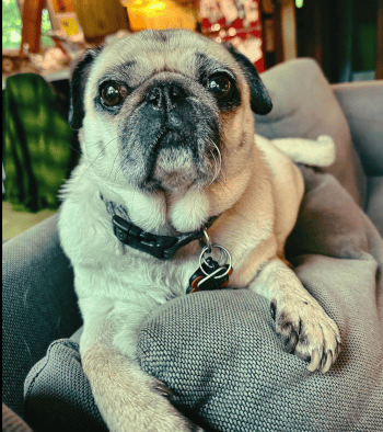 Image of Thursday the pug looking hopefully at the camera