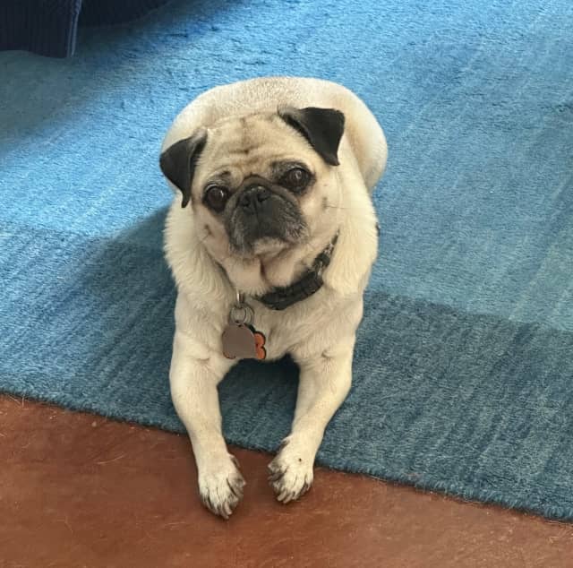 Image of a beige pug laying on a blue carpet