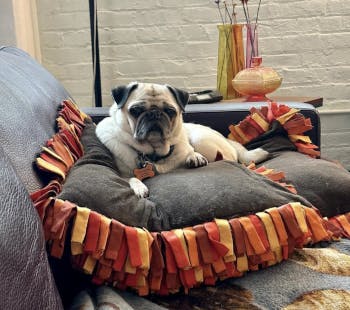 Image of a pug laying on top of some pills