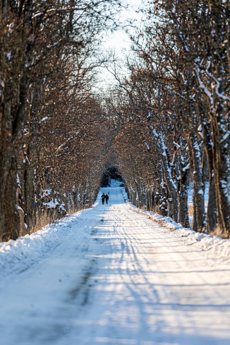 A dog walking down a snow covered road