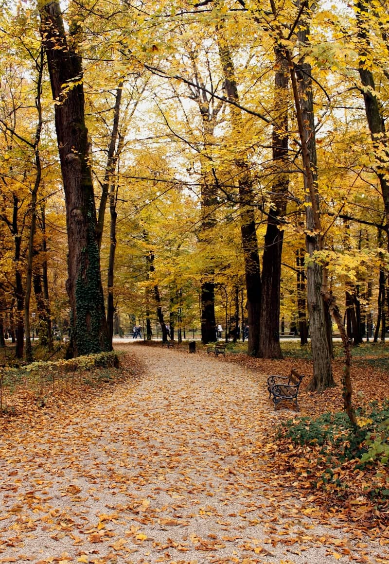 A path in a park with lots of leaves on the ground