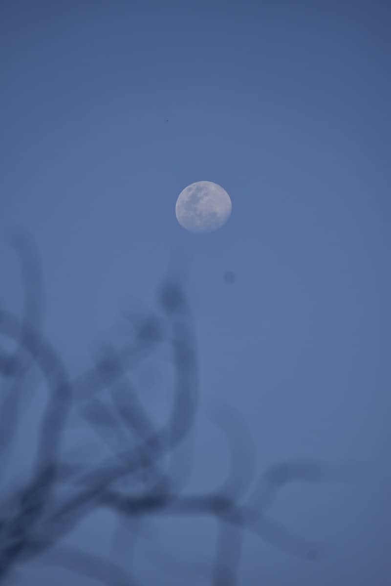 a full moon seen through the branches of a tree