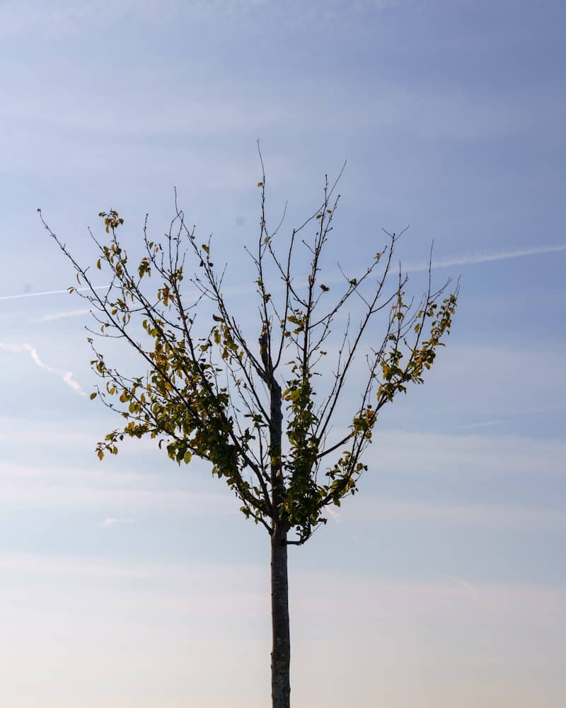 A lone tree in the middle of a field