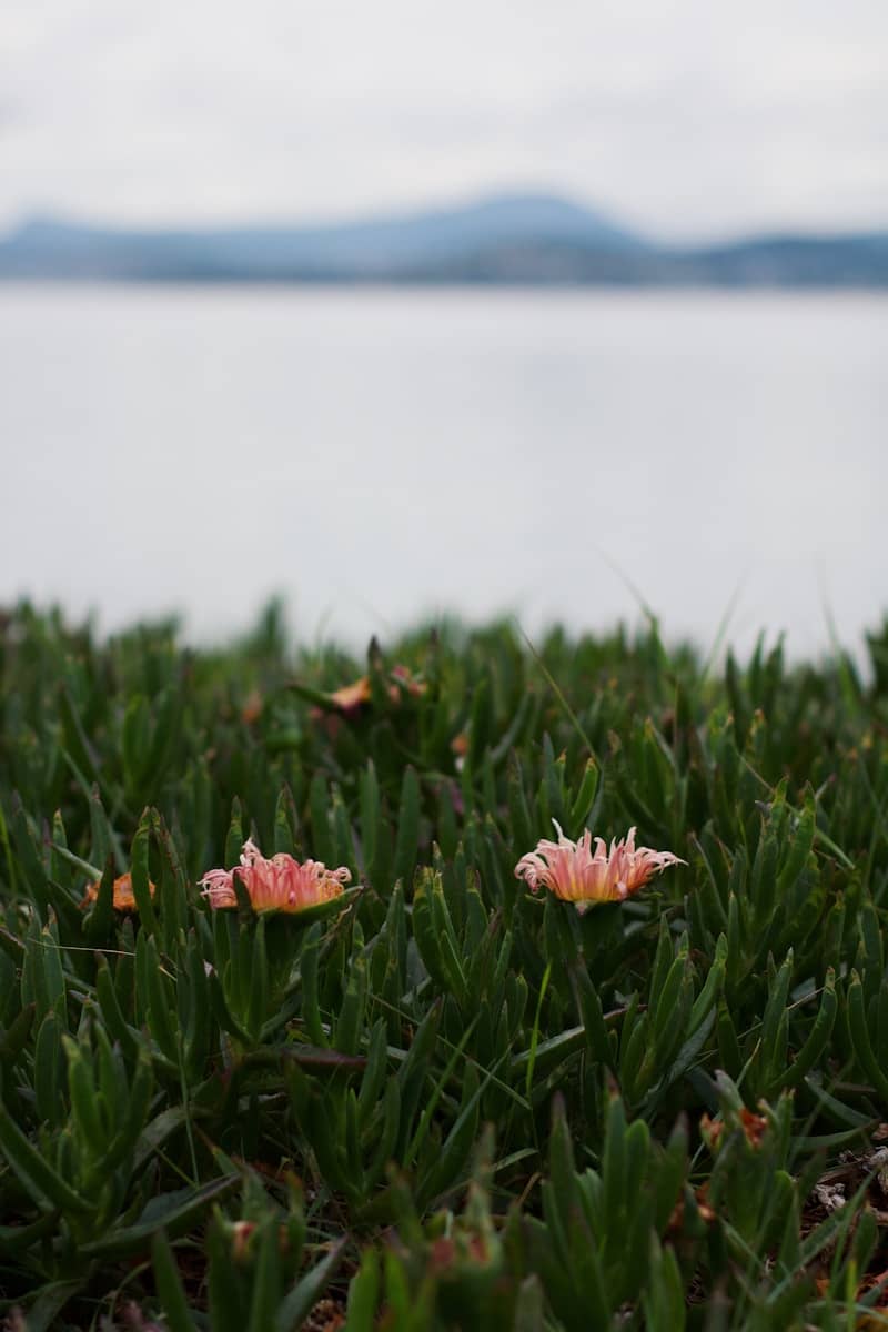 A couple of pink flowers sitting on top of a lush green field