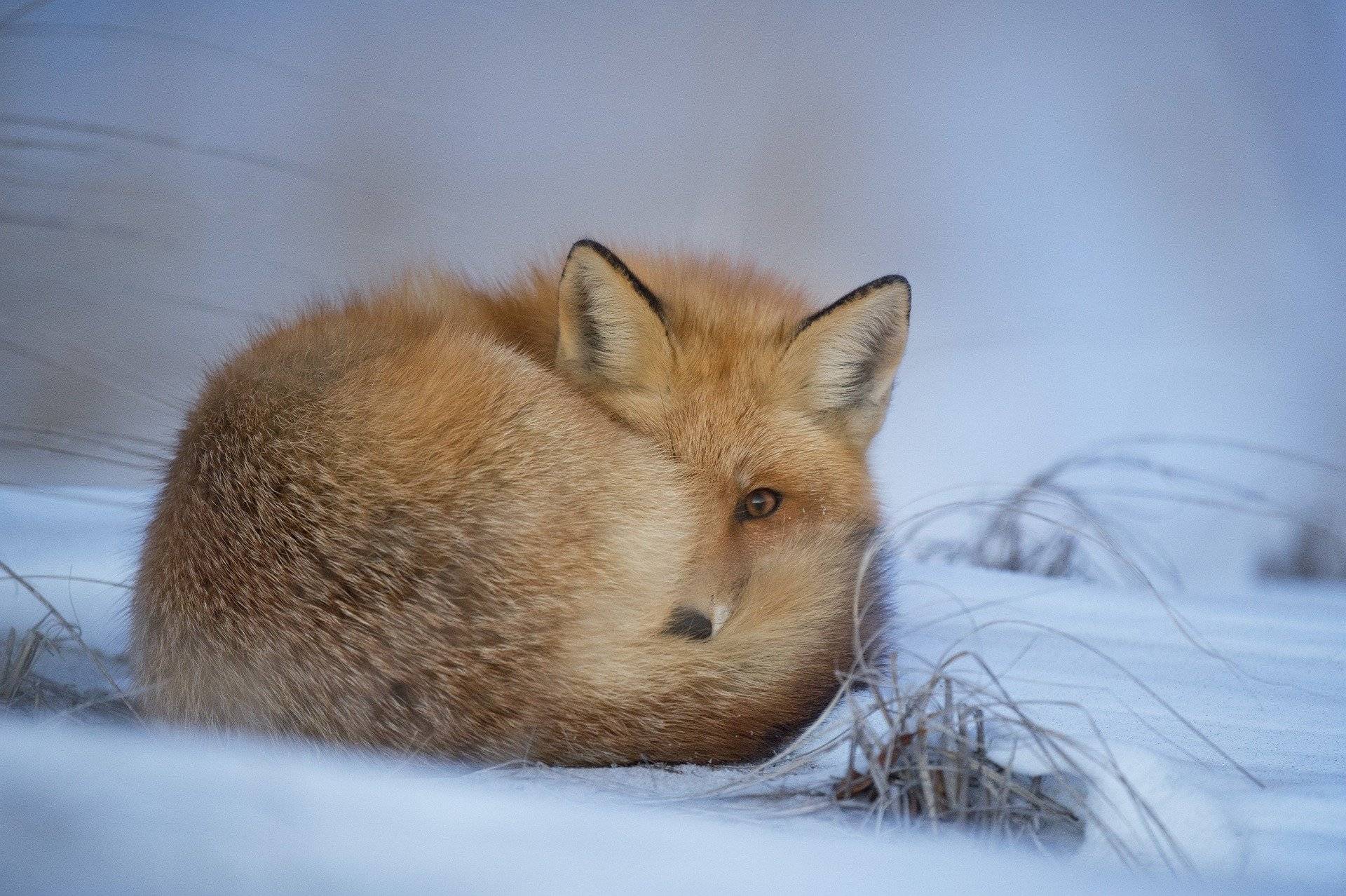 winter fox
