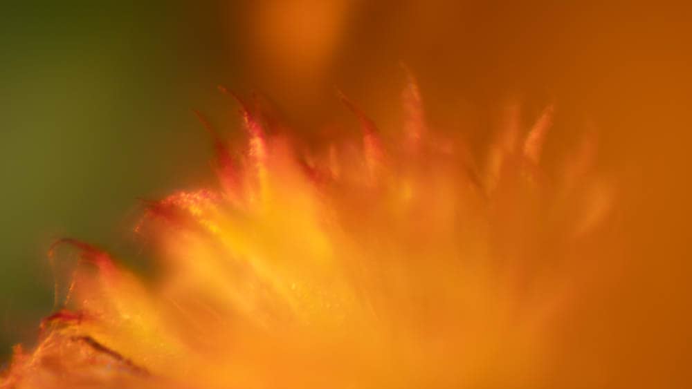 A closeup of a orange flower petals