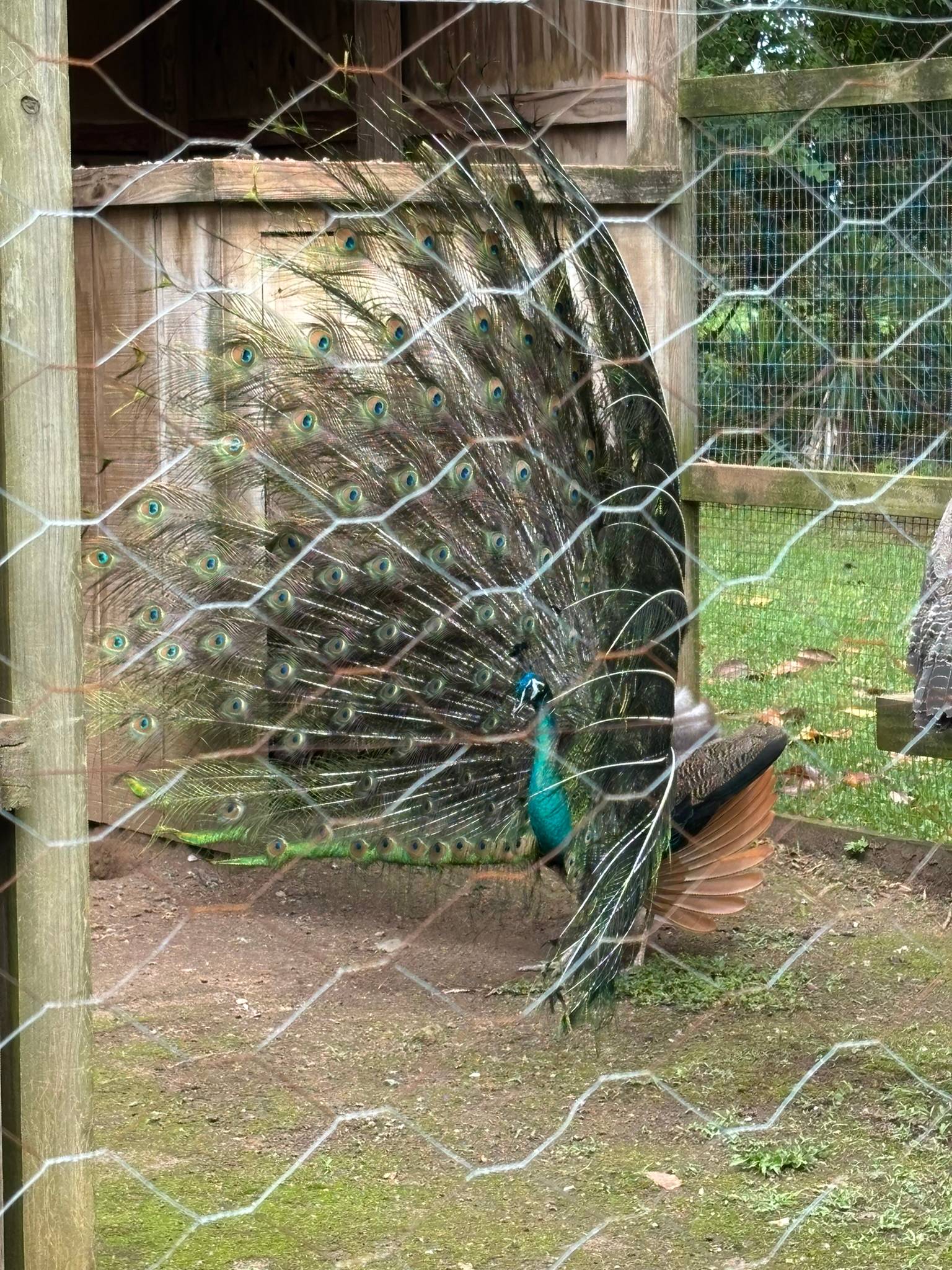 a peacock in full plumage