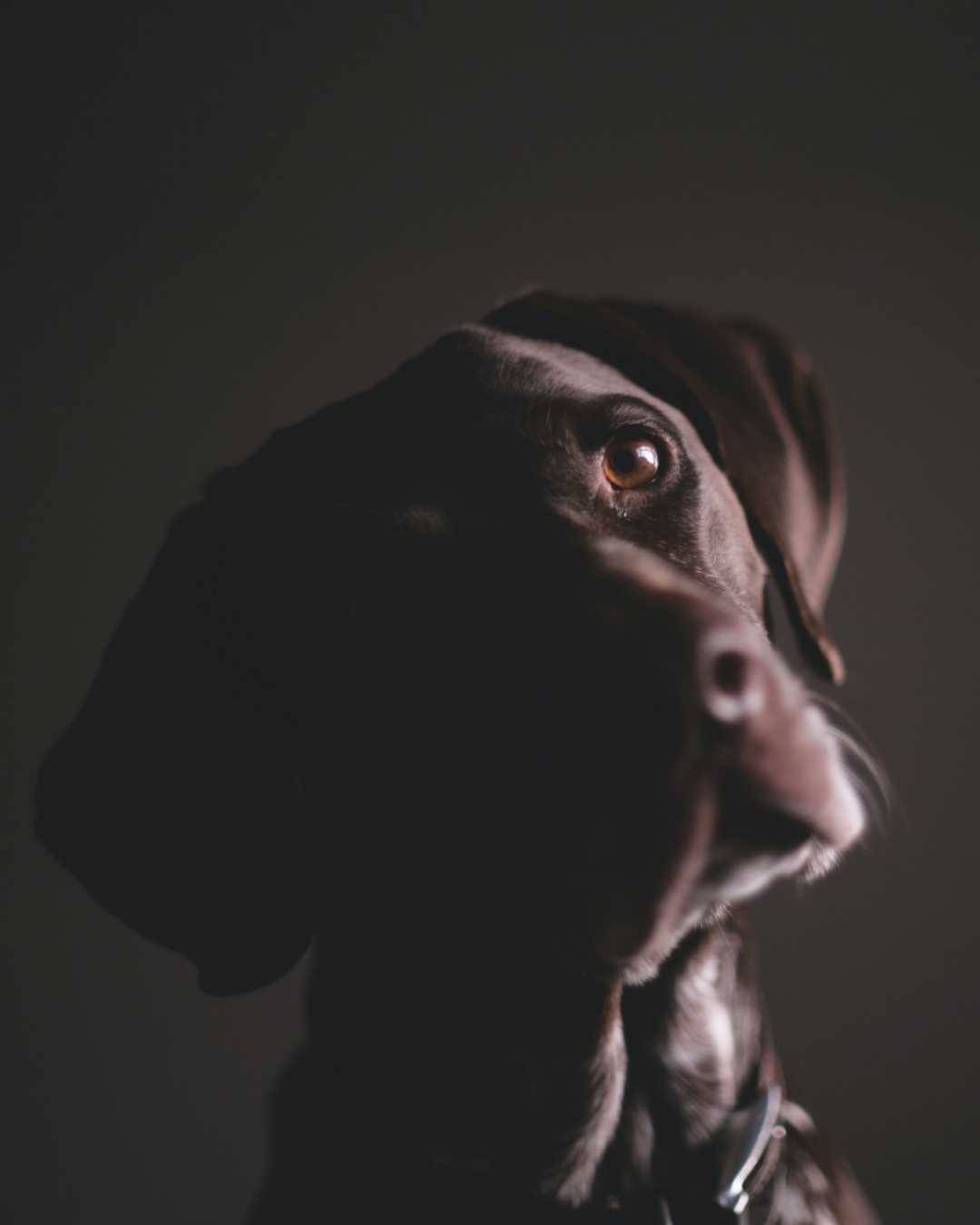 How to reset your expectations of your Dog's training goals