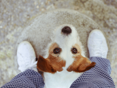 Prepare your dog ahead of fireworks this July 4th