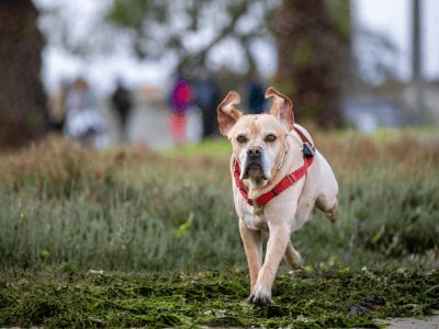 Dog running