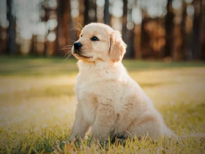 The season is changing and your dog is noticing