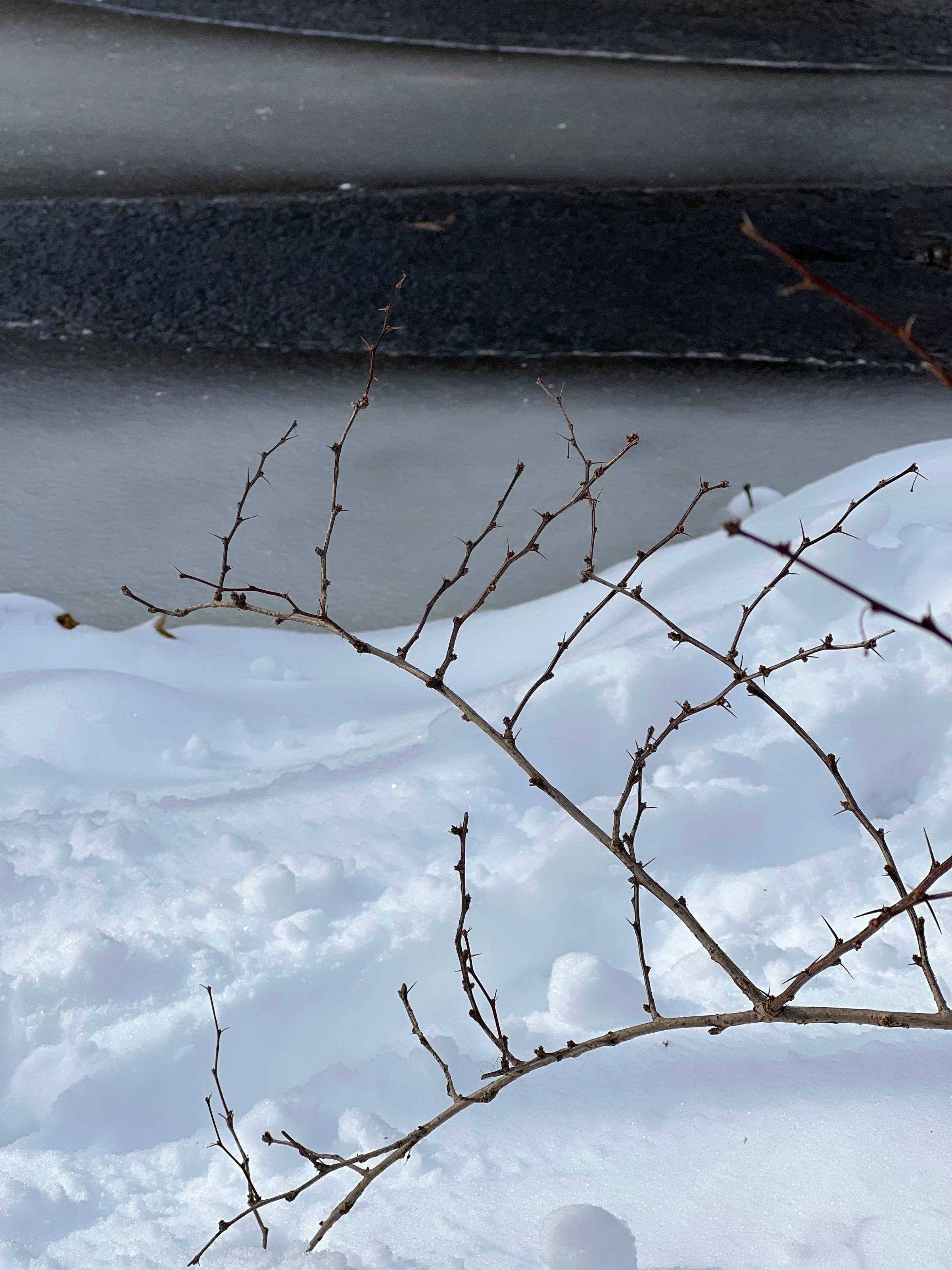 Snow covered Pond and and a bare tree branch.
