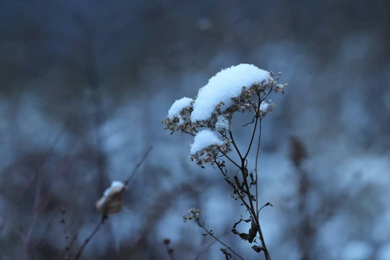 Dried plant covered in snow during winter