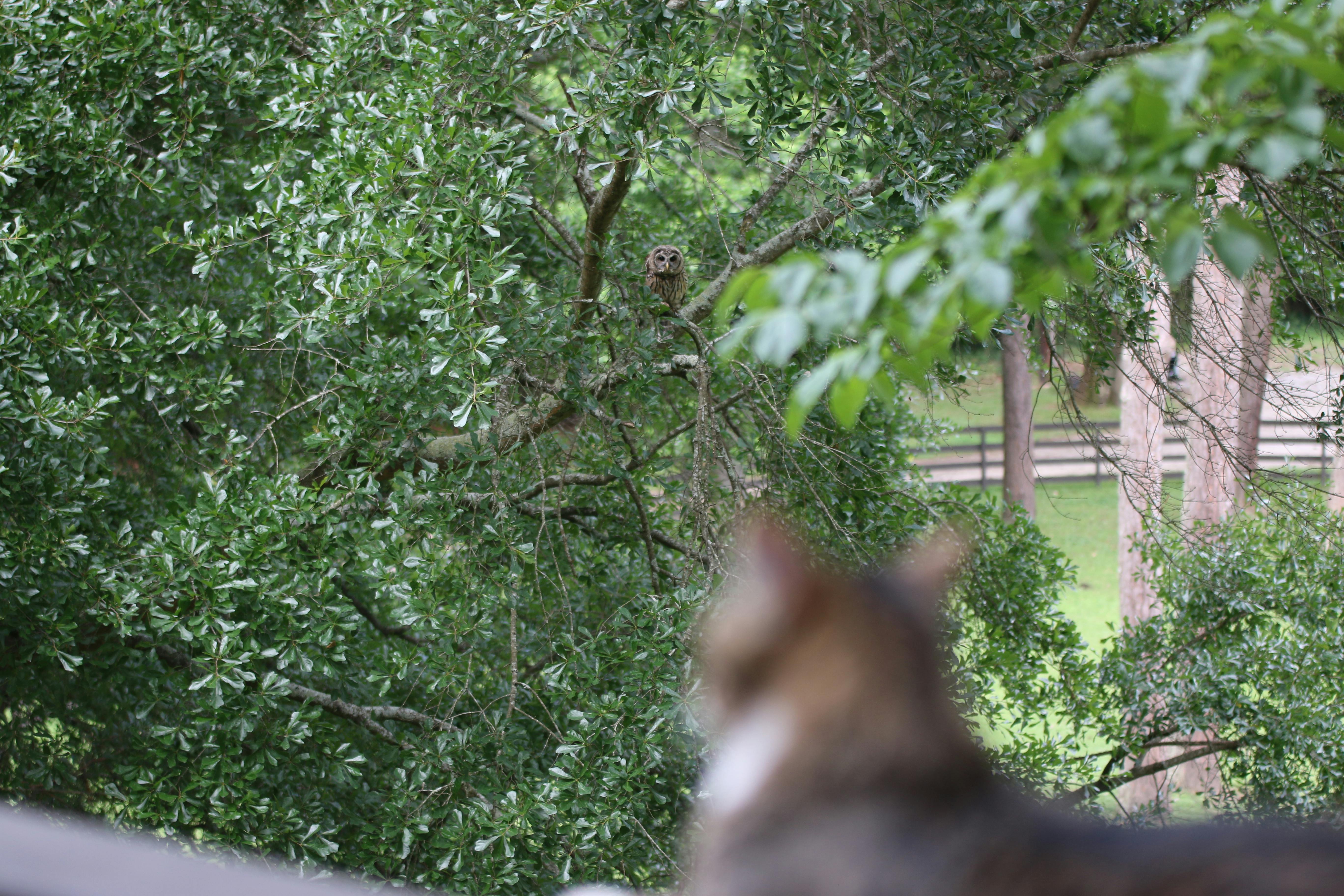 A picture of an owl and Mo's cat Tucker having a stare-down-