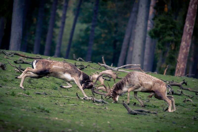 Two fallow deer locking antlers on a grassy slope in a forest