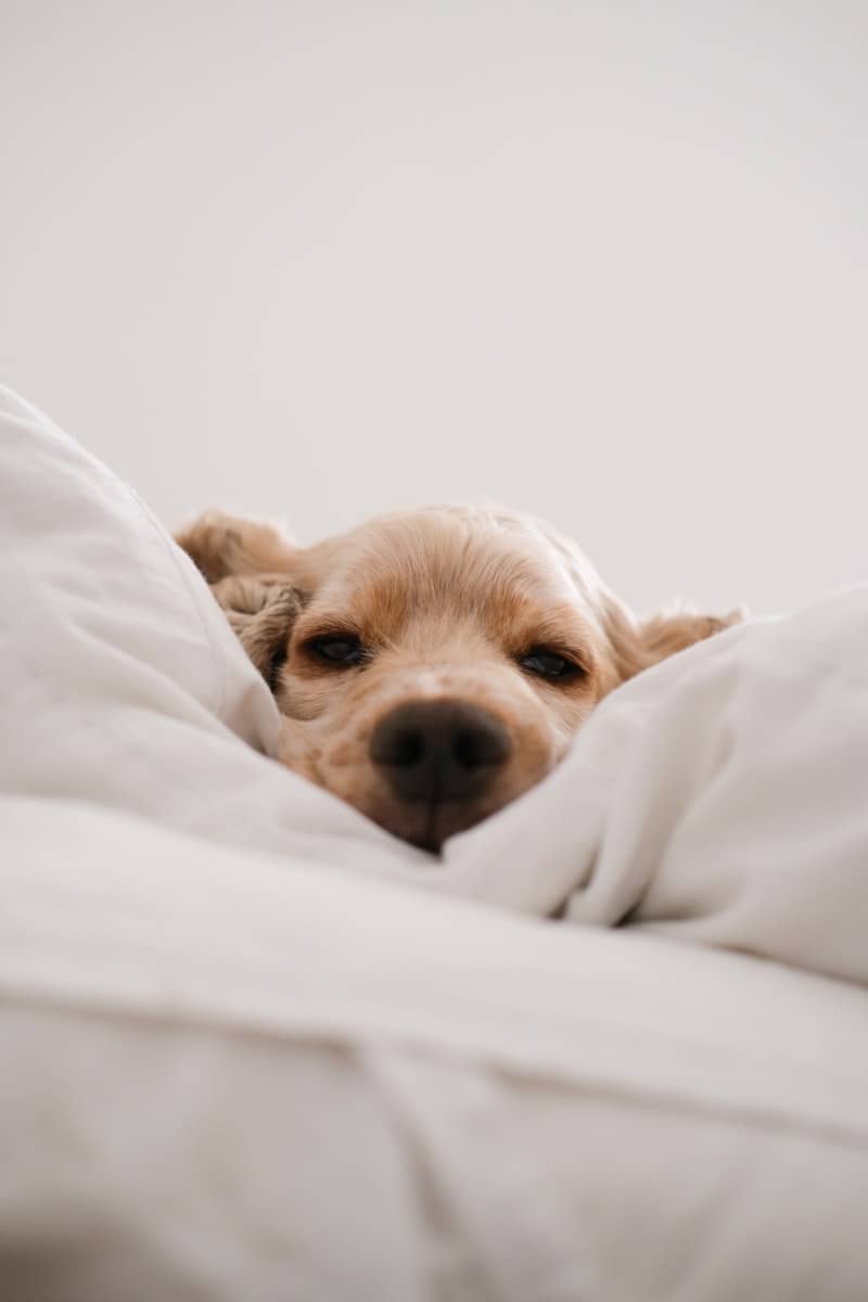 dog showing separation anxiety on couch