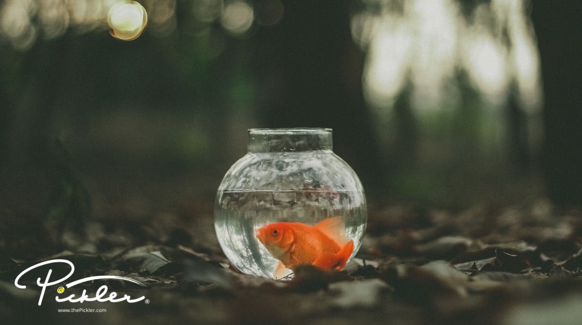 Be a Goldfish | Pickler Pickleball